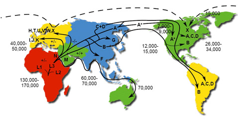 Миграция древних людей, мутация, генофонд, ДНК, популяция