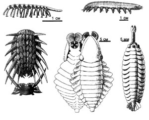 Остатки самых ранних кембрийских организмов. Кембрийский взрыв, Кембрийская эпоха, Кембрийская катастрофа, Оман.